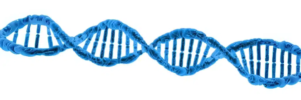 ยีนส์พันธุกรรม